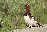 Willow Ptarmiganborder=